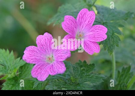 Rosa Geranium endressii, auch bekannt als Endres kranesbill oder französischer Kranesbill in der Blüte. Stockfoto