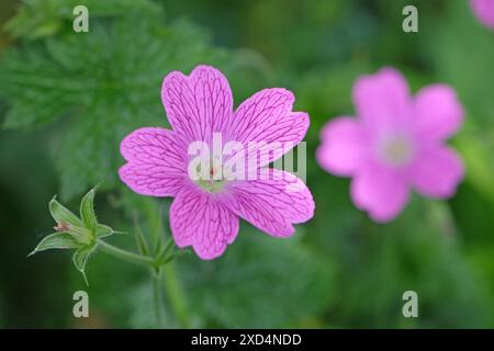 Rosa Geranium endressii, auch bekannt als Endres kranesbill oder französischer Kranesbill in der Blüte. Stockfoto