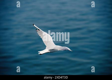 Eine Möwe Larus argentatus mit weißen und grauen Federn fliegt anmutig über das blaue Meereswasser und zeigt ihre beeindruckende Flügelspannweite und natürliche Eleganz Stockfoto