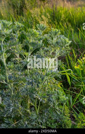 Silbergrüner Wermut hinterlässt Hintergrund. Artemisia absinthium, Absinth-Wermut-Pflanze im Kräuterküchengarten, Nahaufnahme, Makro. Stockfoto