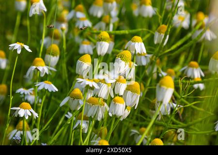 Die Heilkamillenmatricaria recutita blüht auf der Wiese zwischen wilden Gräsern. Stockfoto