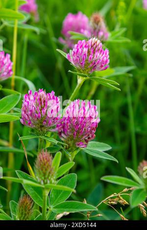 Das ist das Wildblumen Trifolium alpestre, das Purple Globus Klee oder Eulenklee aus der Familie Fabaceae. Stockfoto