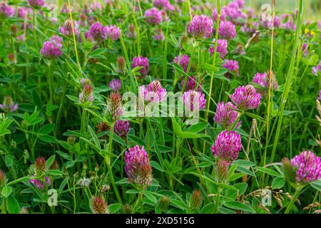 Das ist das Wildblumen Trifolium alpestre, das Purple Globus Klee oder Eulenklee aus der Familie Fabaceae. Stockfoto