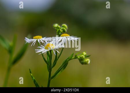 Erigeron annuus, bekannt als jährliches Fleaban, Daisy Fleaban oder östliches Daisy Fleaban. Stockfoto