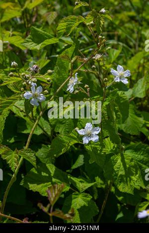 Die Blüte der europäischen Taubeere Rubus caesius im Sommer. Stockfoto