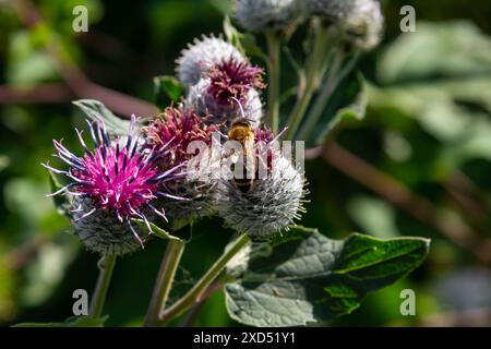 Die Arachnoidalklette Arctium tomentosum. Wildpflanzen Sibiriens. Stockfoto