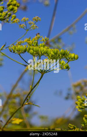 Pastinaca sativa subsp. Urinen, Pastinaca umbrosa, Apiaceae. Wilde Pflanzen, die im Sommer geschossen wurden. Stockfoto