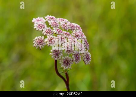 Infloreszenz von Pimpinella saxifraga oder burnet-saxifrage fester Stamm burnet saxifrage kleiner burnet. Stockfoto