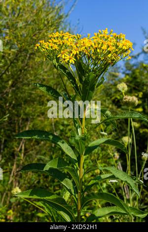 Senecio hydrophilus Nutte. Wilde gelbe Blumen, blühende Unkrautpflanze im Sommergarten. Stockfoto