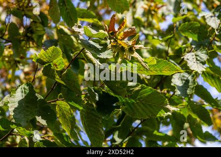 Zweige der Hainbuche, Art des Carpinus betulus, oder gewöhnliche Hainbuche mit grünen Blättern und Reifen Samen in den braunen dreispitzigen Blattinvolucres Stockfoto