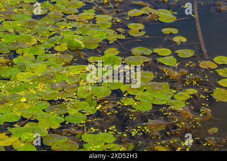 Hydrocharis morsus-ranae, frogbit, ist eine blühende Pflanze, die zur Gattung Hydrocharis in der Familie der Hydrocharitaceae gehört. Es ist ein kleiner Schwimmplan Stockfoto