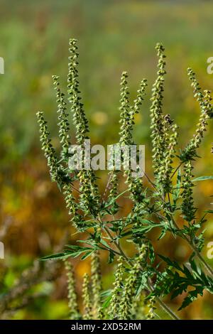 Ambrosia trifida, der Riesenragweed, ist eine blühende Pflanzenart aus der Familie der Asteraceae. Stockfoto