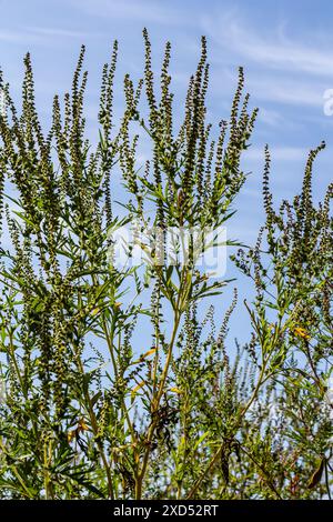 Ambrosia trifida, der Riesenragweed, ist eine blühende Pflanzenart aus der Familie der Asteraceae. Stockfoto