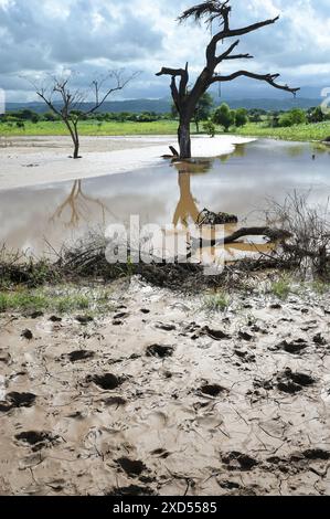 ÄTHIOPIEN, Region Süd-Äthiopien, Arguba, Überschwemmung nach langer Dürre zerstört Felder mit Mais / ÄTHIOPIEN, Arguba, zerstörte Mais Felder nach Starkregen und langer Dürre Stockfoto