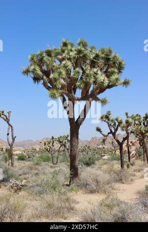 Joshua Tree, Joshua Tree National Park, Kalifornien Stockfoto