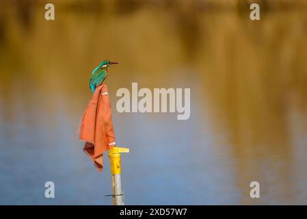 Ein gemeiner eisvogel (Alcedo atthis) in der Gola de Migjorn im Ebro-Delta (Montsià, Tarragona, Katalonien, Spanien) ESP: UN Martín pescador al Delta Stockfoto