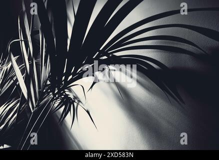 Einfarbige Palmblätter (Arecaceae) dramatische Schatten, abstraktes Innenlicht, Textur, künstlerische Schwarz-weiß-Natur, minimalistische tropische Pflanze, Elega Stockfoto