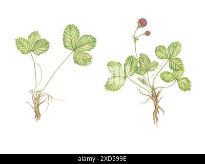 Zweige von wilden Erdbeeren, handbemalt in Aquarell. Grüne Blätter, Beeren, Wurzeln, Struktur der Beeren. Illustration eines Sommergartens für Bot Stockfoto