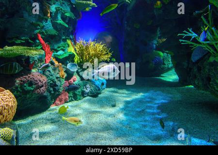 Korallenriff Unterwasserszene Stockfoto