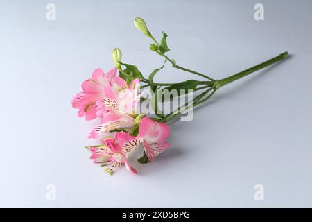 Schöne rosa Alstroemeria Blumen auf weißem Hintergrund Stockfoto