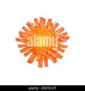 Orangen-Kraut blühende Pflanze. Makronaht von Pilosella aurantiaca, Fuchs- und Jungblüte. Orangefarbene Wildblume isoliert auf weißem Hintergrund. Stockfoto