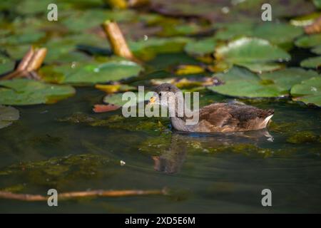 Jungmoorhen schwimmen auf einem Teich und füttern. Gemeine Moorhe (Gallinula chloropus) in Kent, Vereinigtes Königreich. Auch bekannt als Sumpfhähnchen, Sumpfhähnchen oder Wasserhähnchen. Stockfoto