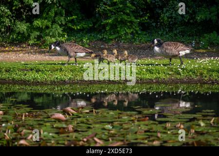 Eine Familie von Kanadiengänsen, die an einem Teich vorbeilaufen. Zwei ausgewachsene Vögel und vier Gänsevögel. Canada Goose (Branta canadensis), Kent, Vereinigtes Königreich. Stockfoto