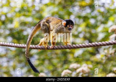 Eichhörnchenaffe mit schwarzem Verschluss, Saimiri boliviensis, klettert an einem Seil. Ein Affe der Neuen Welt, der im oberen Amazonasbecken in Bolivien im Westen Brasiliens beheimatet ist Stockfoto