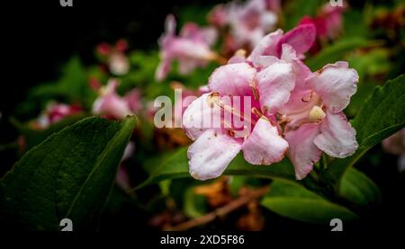 Weigela in Blüte Stockfoto