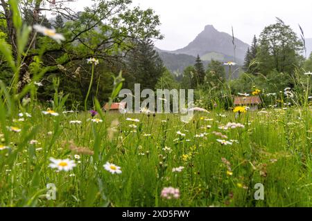 Regenwetter in Bayern Trüb zeigt sich die Landschaft bei Regen im Tal der Steinacher Achen bei Pfronten mit zahlreichen Blumen auf der Wiese., Pfronten Bayern Deutschland *** Regenwetter in Bayern die Landschaft im Steinacher Achen Tal bei Pfronten ist bewölkt mit zahlreichen Blumen auf der Wiese , Pfronten Bayern Deutschland Stockfoto