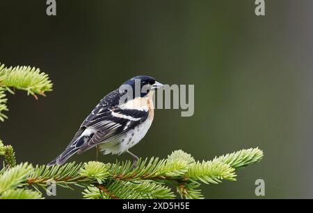 Brambling männlich in Kiefer Stockfoto