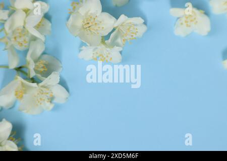 Schöne Jasminblüten auf hellblauem Hintergrund. Leerzeichen für Text Stockfoto