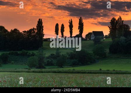 Schweiz, Aesch, Aesch BL, Aesch bi Gott, Mohnfeld, Brachland, Blumenfeld, Schlatthof, abendliche Atmosphäre, Baselland, Baselbiet, Birseck Stockfoto