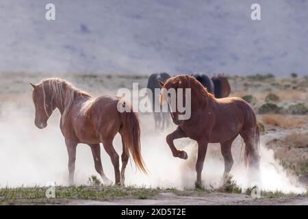 Die Wildpferdeherde des Onaqui Mountain hat eine leichte bis mittelschwere Struktur und ist in Farben wie Sauerampfer, roan, Buchleder, Schwarz, Palomino, und grau. Stockfoto