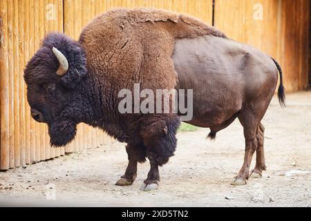 Die Bisons Kosten im Tierheim, eine Seitenansicht Stockfoto
