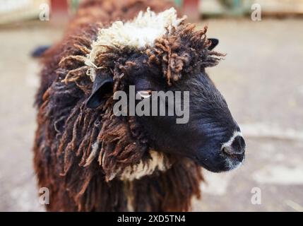 Lustige Schafe. Porträt von Schafen mit Zunge Stockfoto