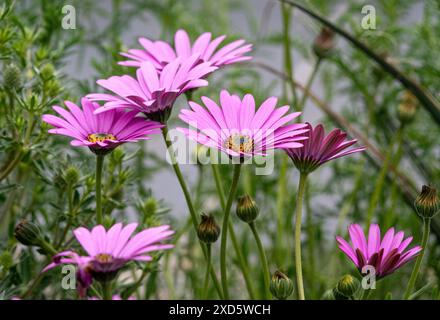 Rosa-violette Blüten von Osteospermum jucundum 'Compactum', die in einem britischen Garten wachsen. Stockfoto