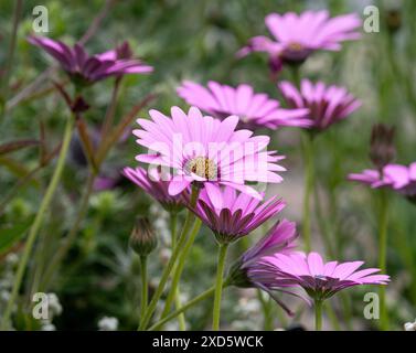 Rosa-violette Blüten von Osteospermum jucundum 'Compactum', die in einem britischen Garten wachsen. Stockfoto