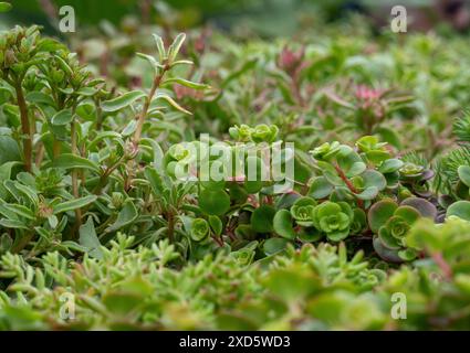 Nahaufnahme von Sedum, der auf einem Schuppendach gepflanzt wurde. Stockfoto