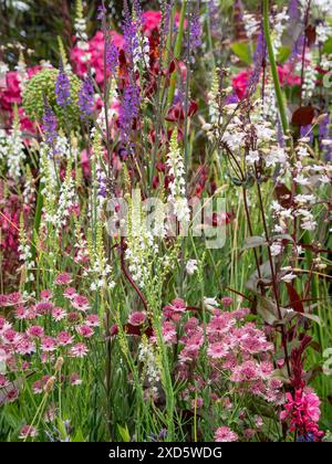 Farbenfrohe Wiesenbepflanzung in einem britischen Garten. Stockfoto