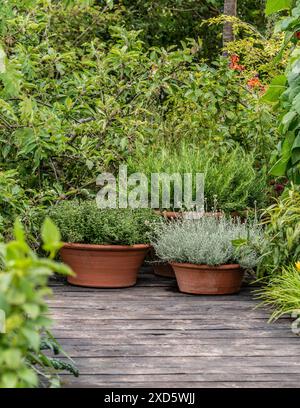 Kräuter, die in Terrakotta-Pflanztöpfen in einem britischen Garten wachsen. Stockfoto