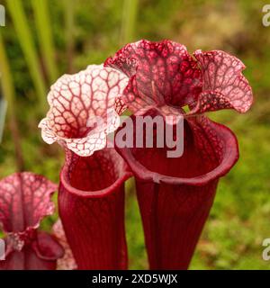 Nahaufnahme der roten Blüten von Sarracenia Mitchelliana, gemeinhin als Pitcher Pflanze bezeichnet. Stockfoto