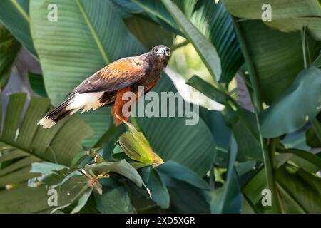 Harris-Falke (Parabuteo unicinctus), früher bekannt als der Bucht-geflügelte Falke, der dunkle Falke und manchmal Wolfsfalke, und in Lateinamerika als pe bekannt Stockfoto