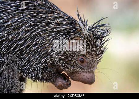 Stachelschwanzschwanzschwein, Großaufnahme des Kopfes Stockfoto