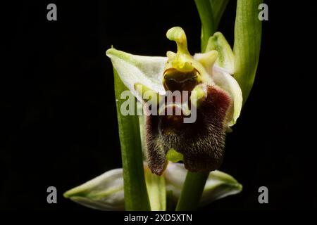 Blume der Levant Orchidee (Ophrys levantina) auf schwarzem Hintergrund, Zypern Stockfoto