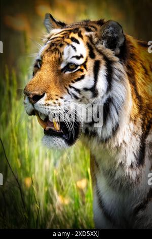 Kopfschuss eines gefährdeten Amur-Tigers. Bild aufgenommen im Dartmoor Zoo, Großbritannien. Stockfoto