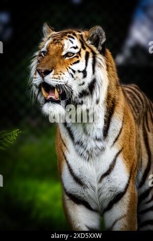 Kopfschuss eines gefährdeten Amur-Tigers. Bild aufgenommen im Dartmoor Zoo, Großbritannien. Stockfoto