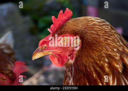 Braunes Huhn – Porträt Stockfoto