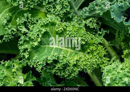 Frische Grünkohl-Blätter in der Gartennähe, mit Regentropfen bewettet. Stockfoto