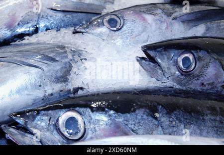 Thunfisch auf dem Fischmarkt. Getaria. Guipúzcoa. Baskisches Land. Spanien Stockfoto